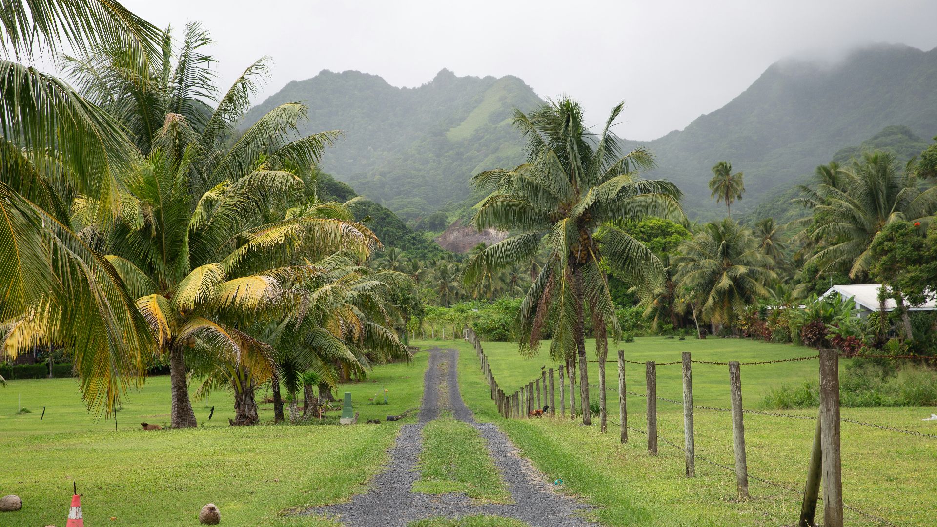 A dirt road surrounded by palm trees on a cloudy day
