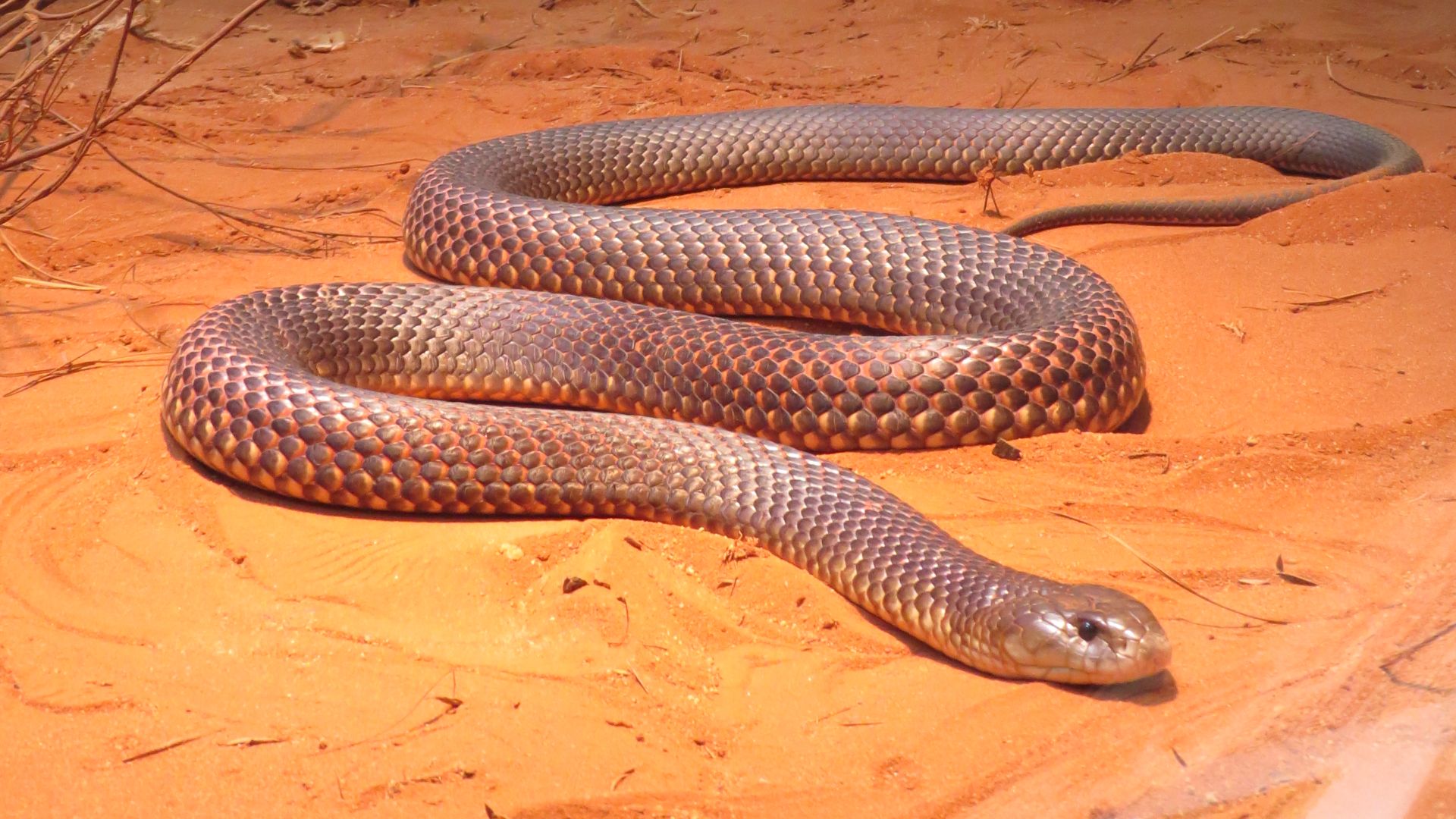 File:Eastern Brown Snake - Australian Zoo QLD.jpg