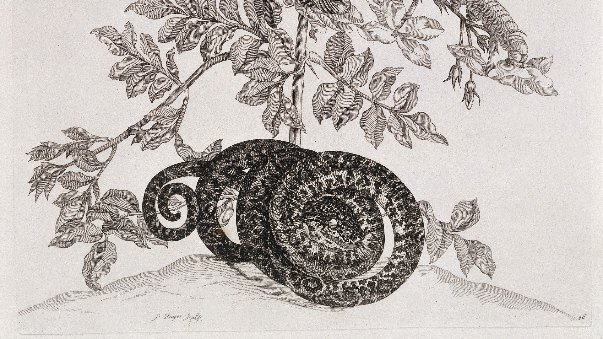 File:Plants and wildlife, Surinam, South America, 1726 Wellcome L0035341.jpg
