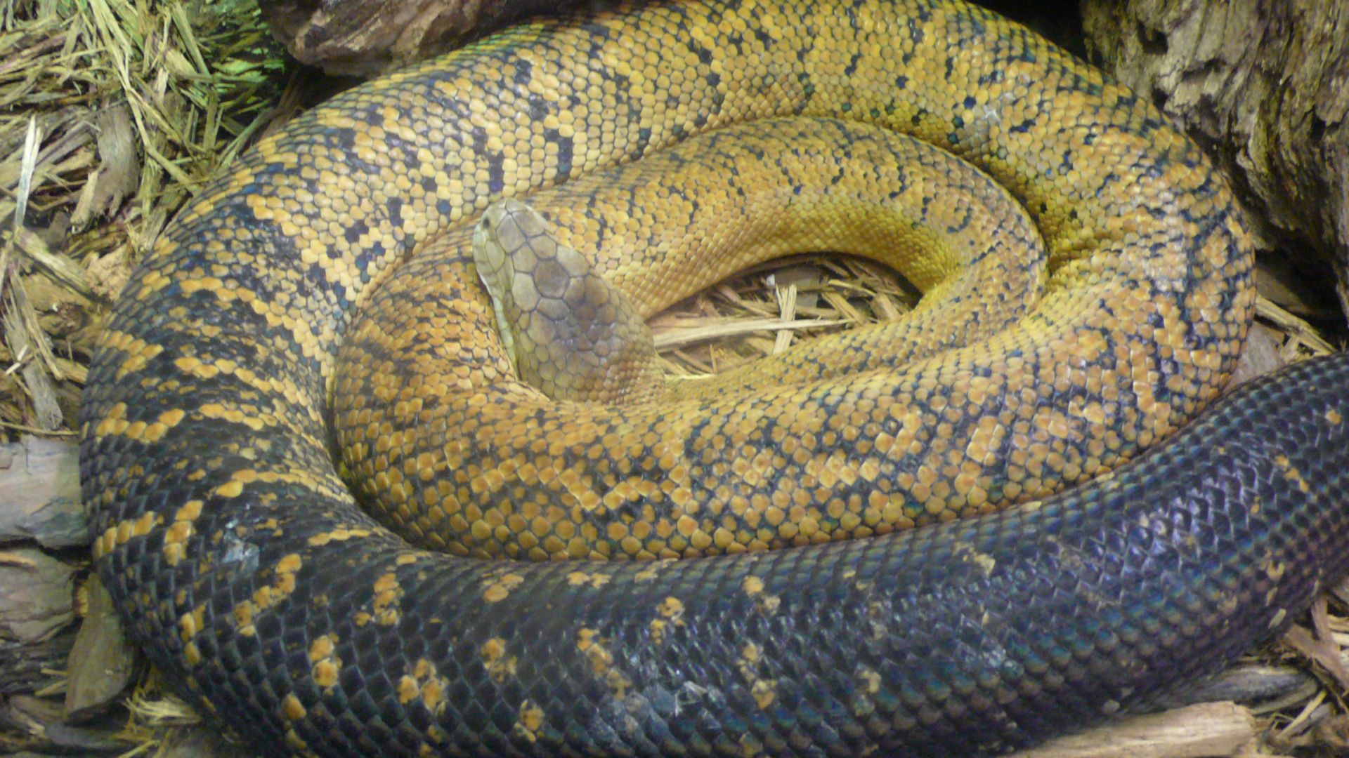 File:Epicrates subflavus (1).jpg