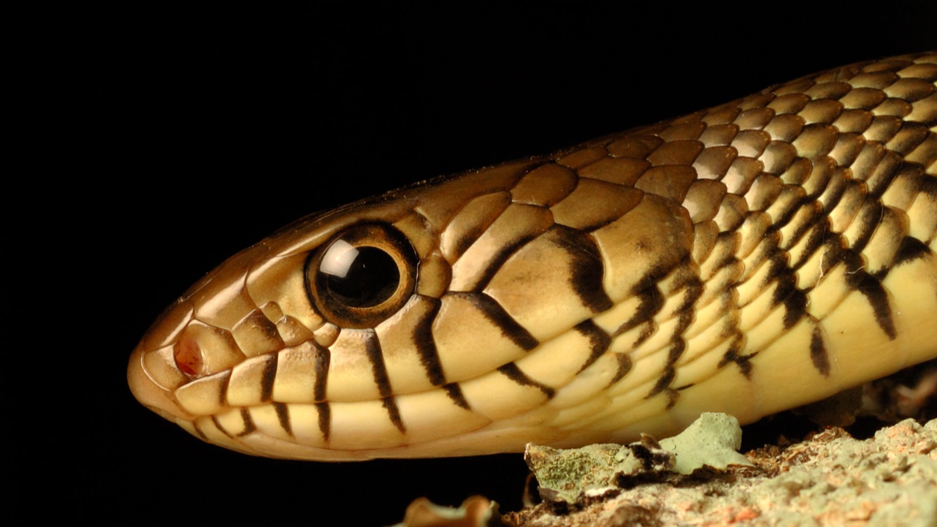 File:Rat Snake DSC 5997.jpg