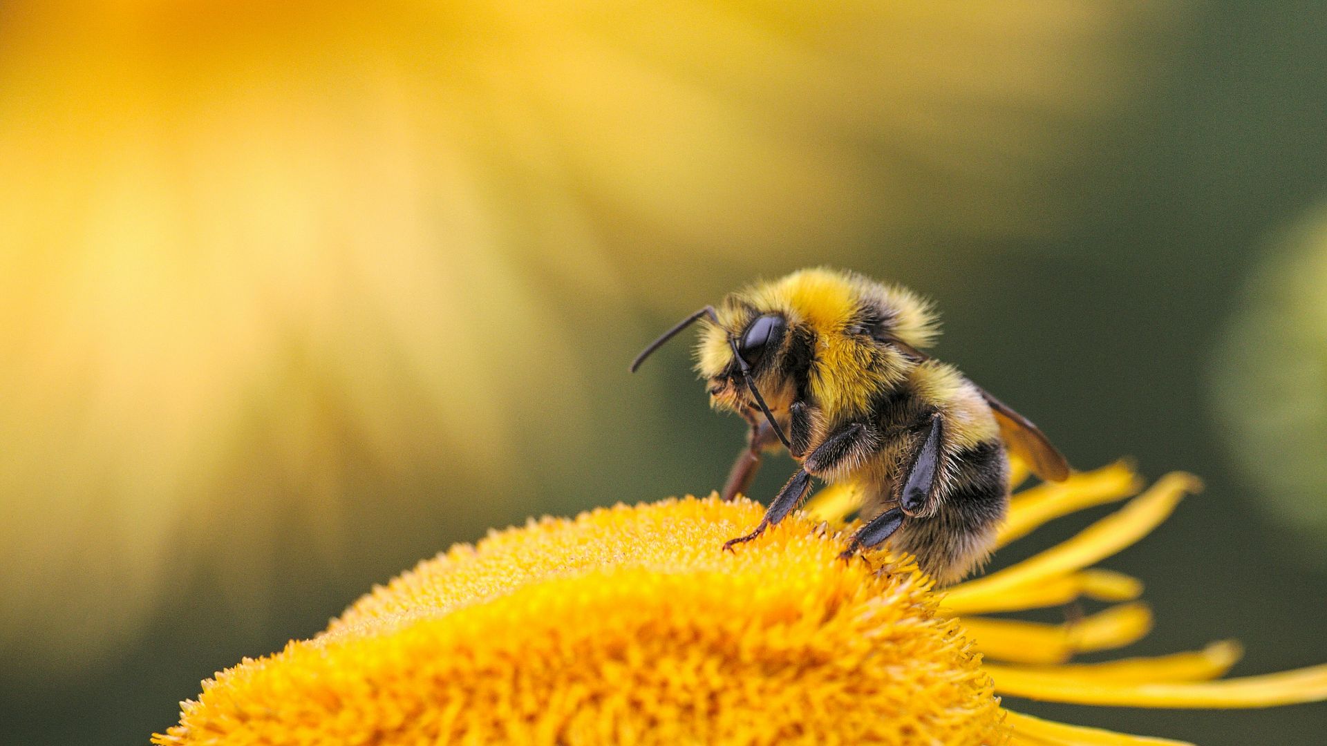 honeybee perching on yellow flower