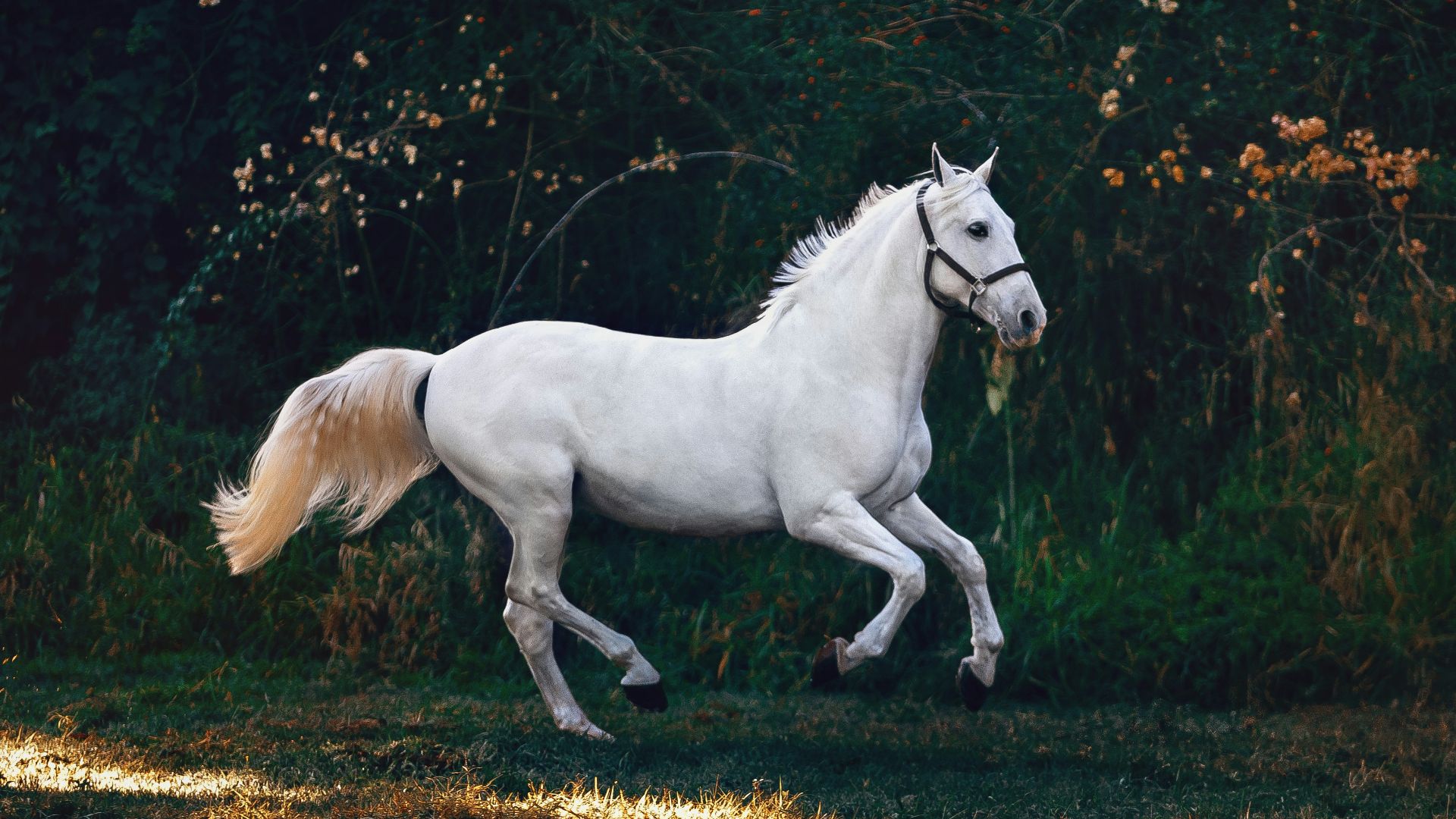 running white horse