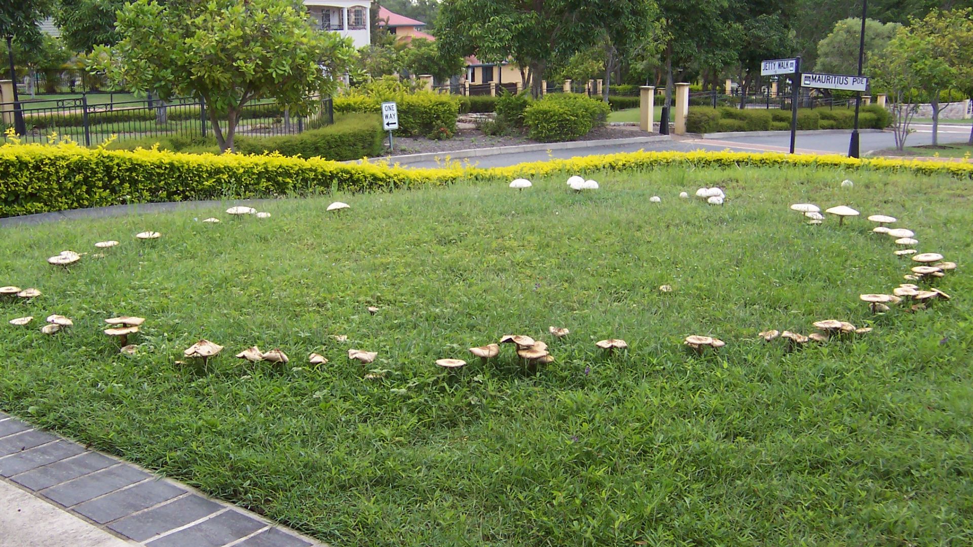 File:Fairy ring on a suburban lawn 100 1851.jpg