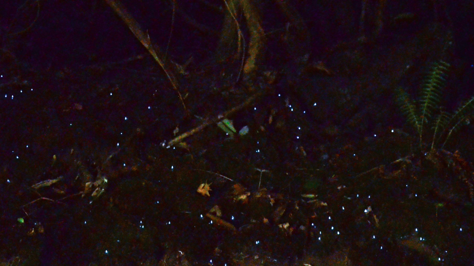 File:Foxfire at Anna Ruby Fall, Chattahoochee National Forest (14539524643).jpg