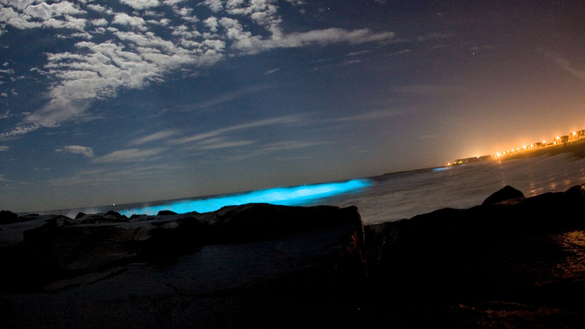 File:Bioluminescent dinoflagellates.jpg