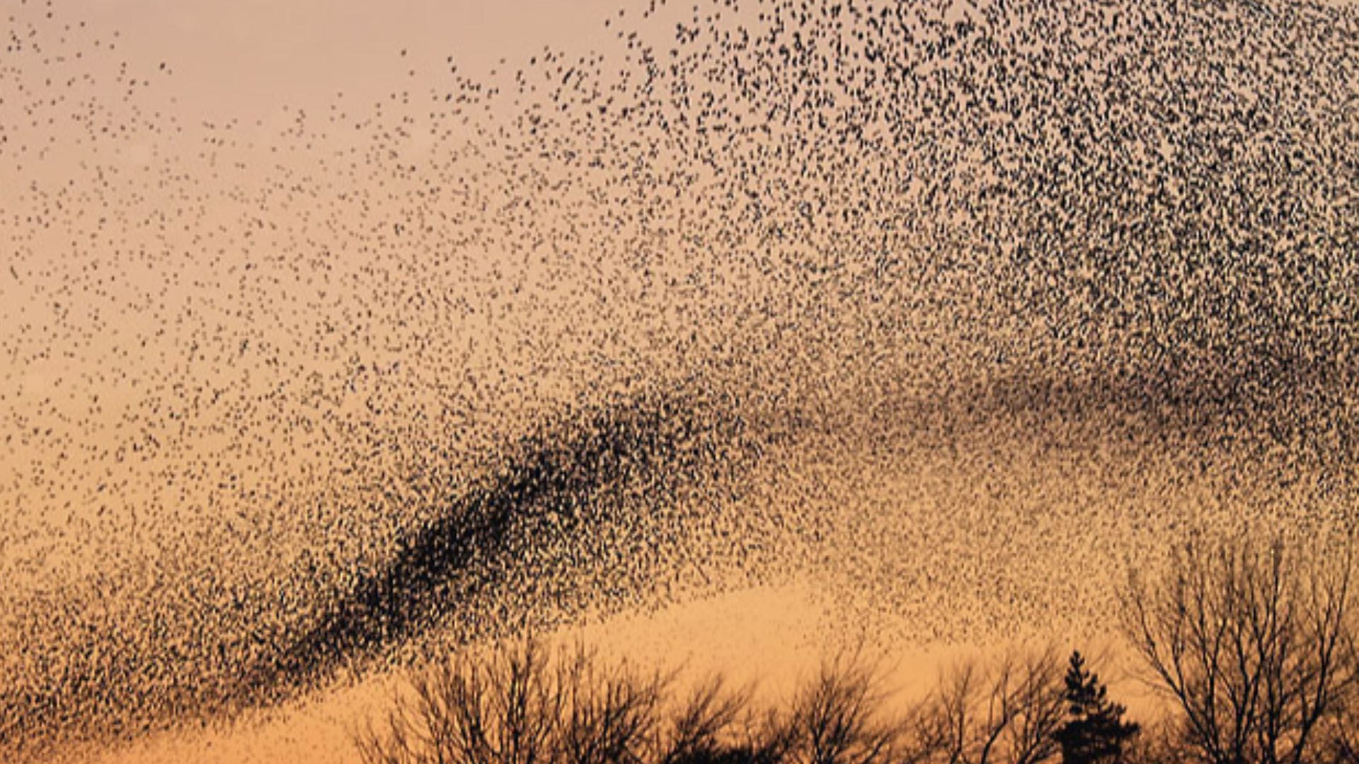File:Starling murmuration.jpg