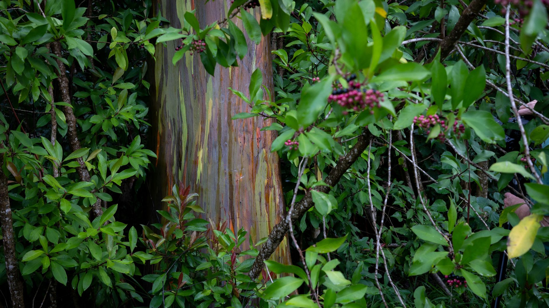 green leaves on brown wooden fence