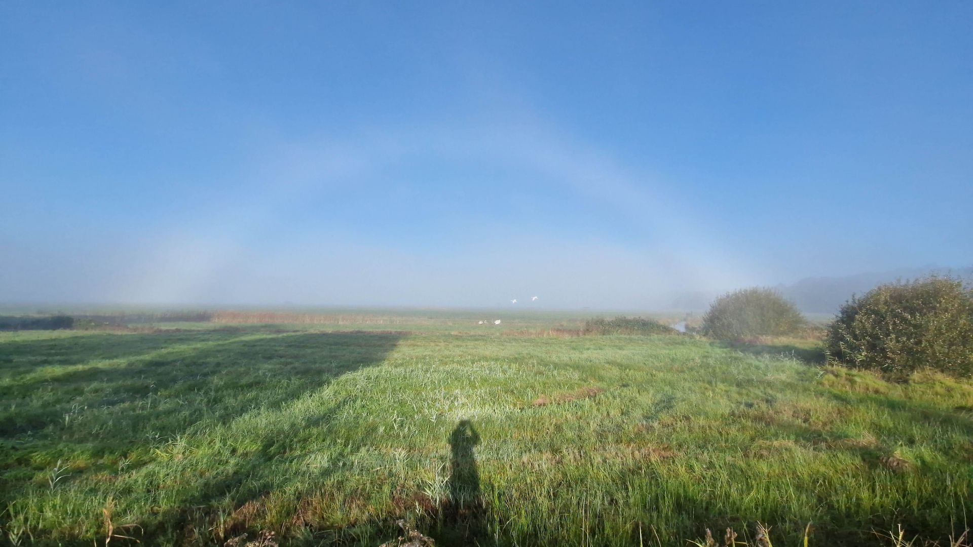 File:Fog bow over the Wümme lowlands, Bremen 2024-10-04.jpg