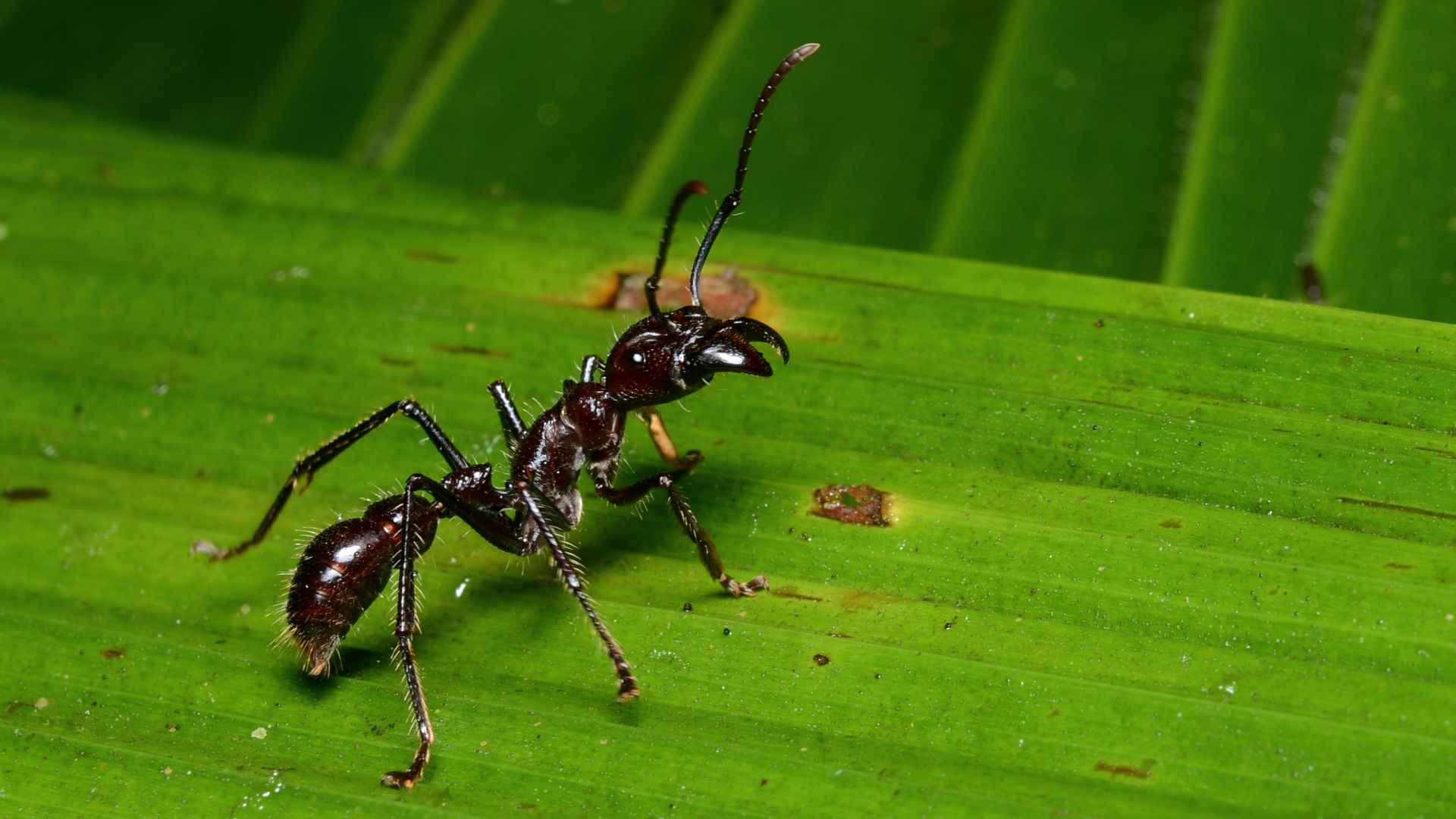 File:Paraponera clavata in La Selva.jpg
