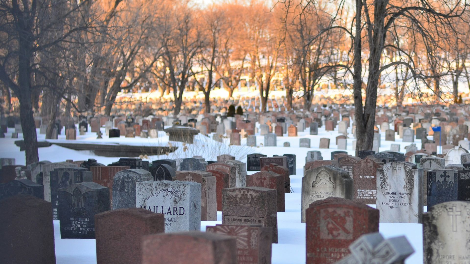 cemetery with trees under white sky
