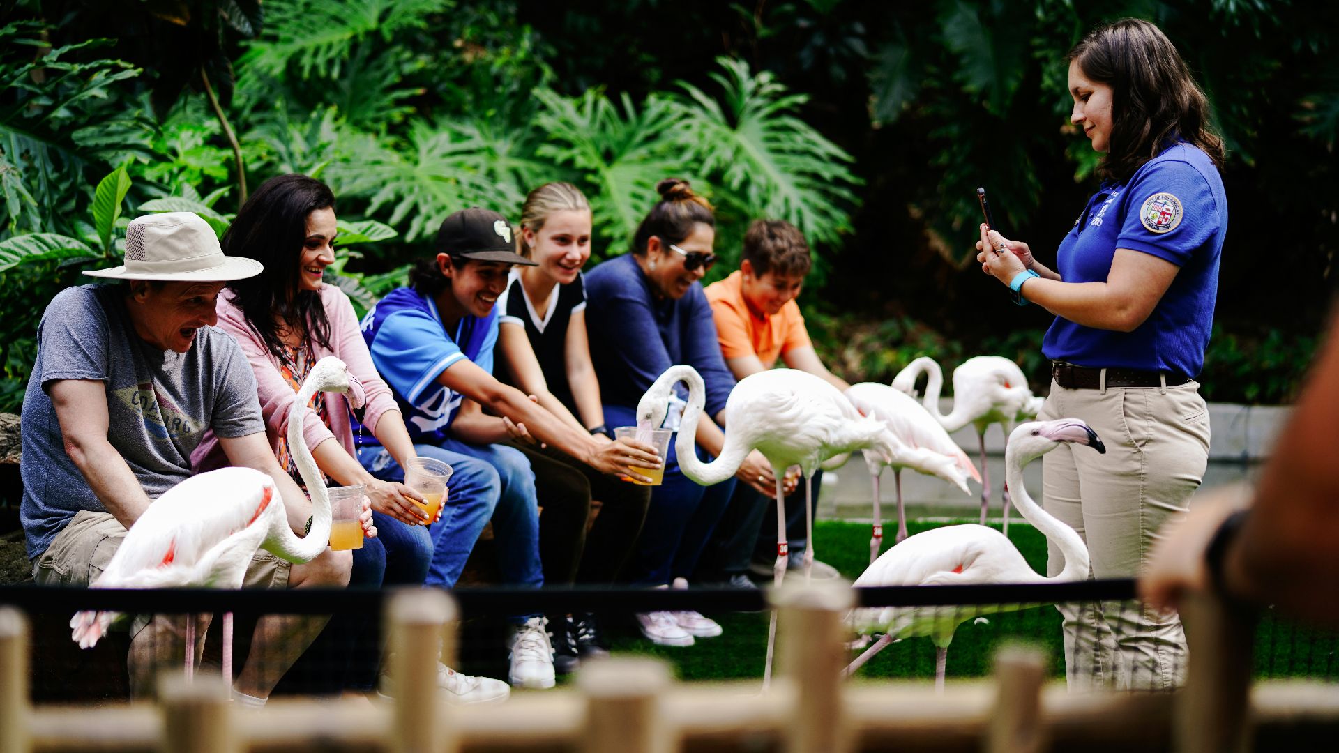 people sitting on wooden fence near white swan during daytime