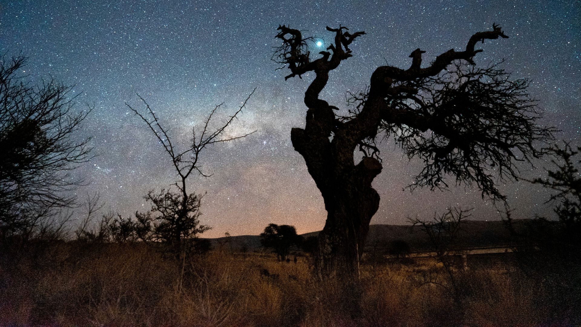 leafless trees under blue sky