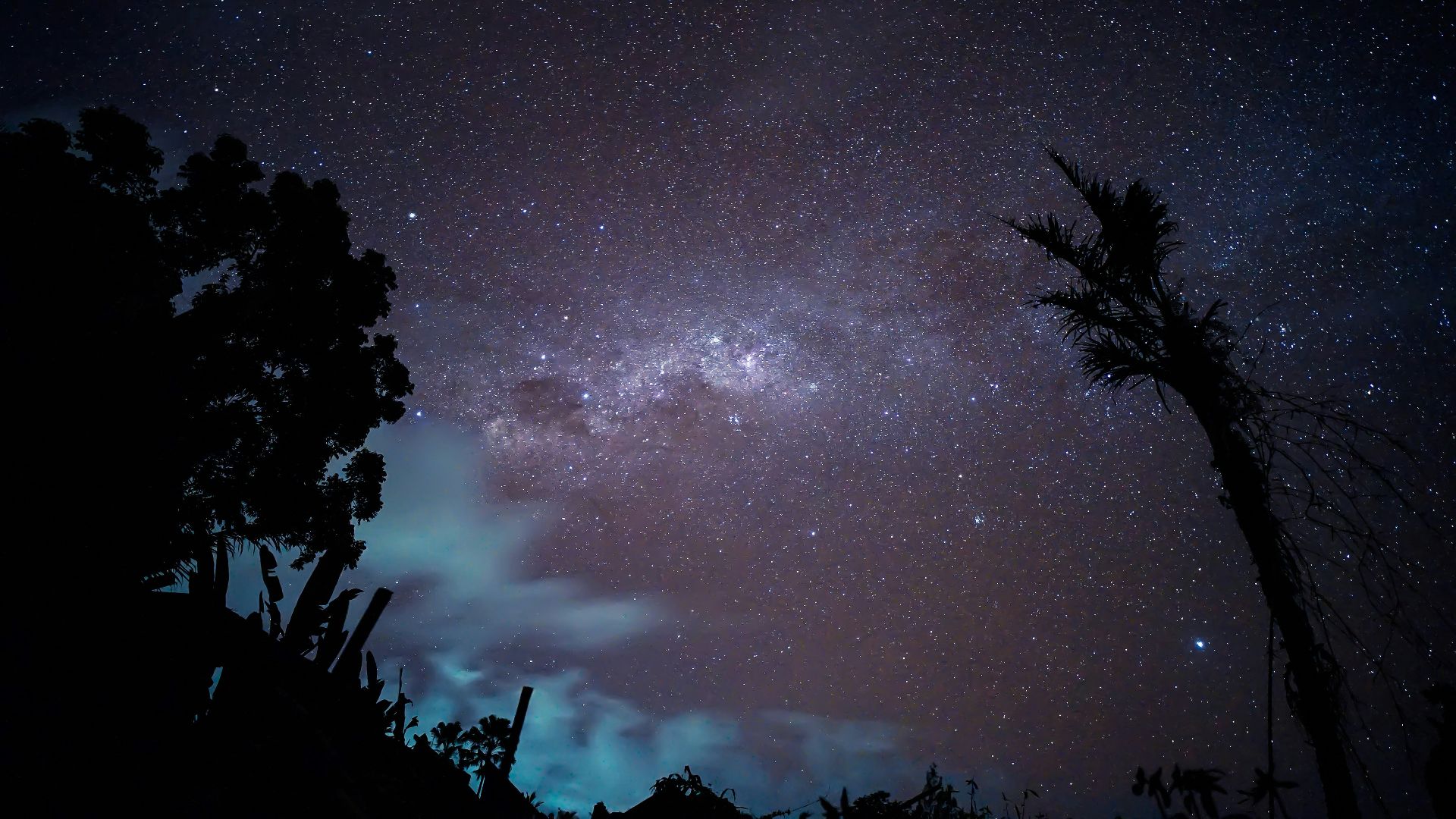 silhouette of trees under starry night
