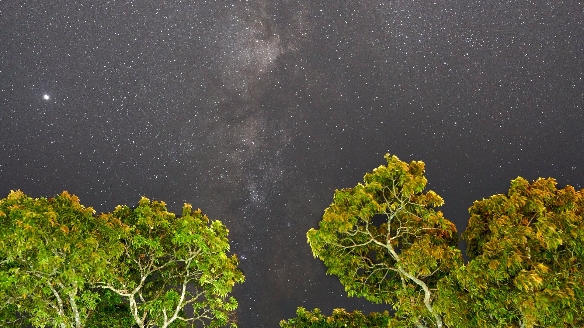 green trees under starry night