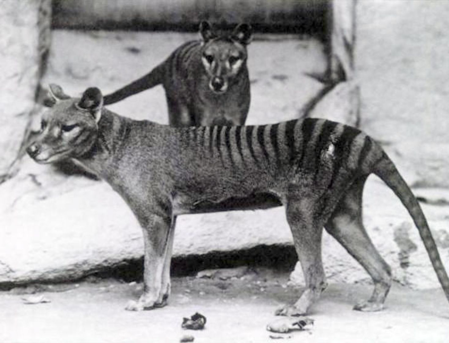 10 Animals That Probably Aren’t Extinct & 10 Places Where You Might ...