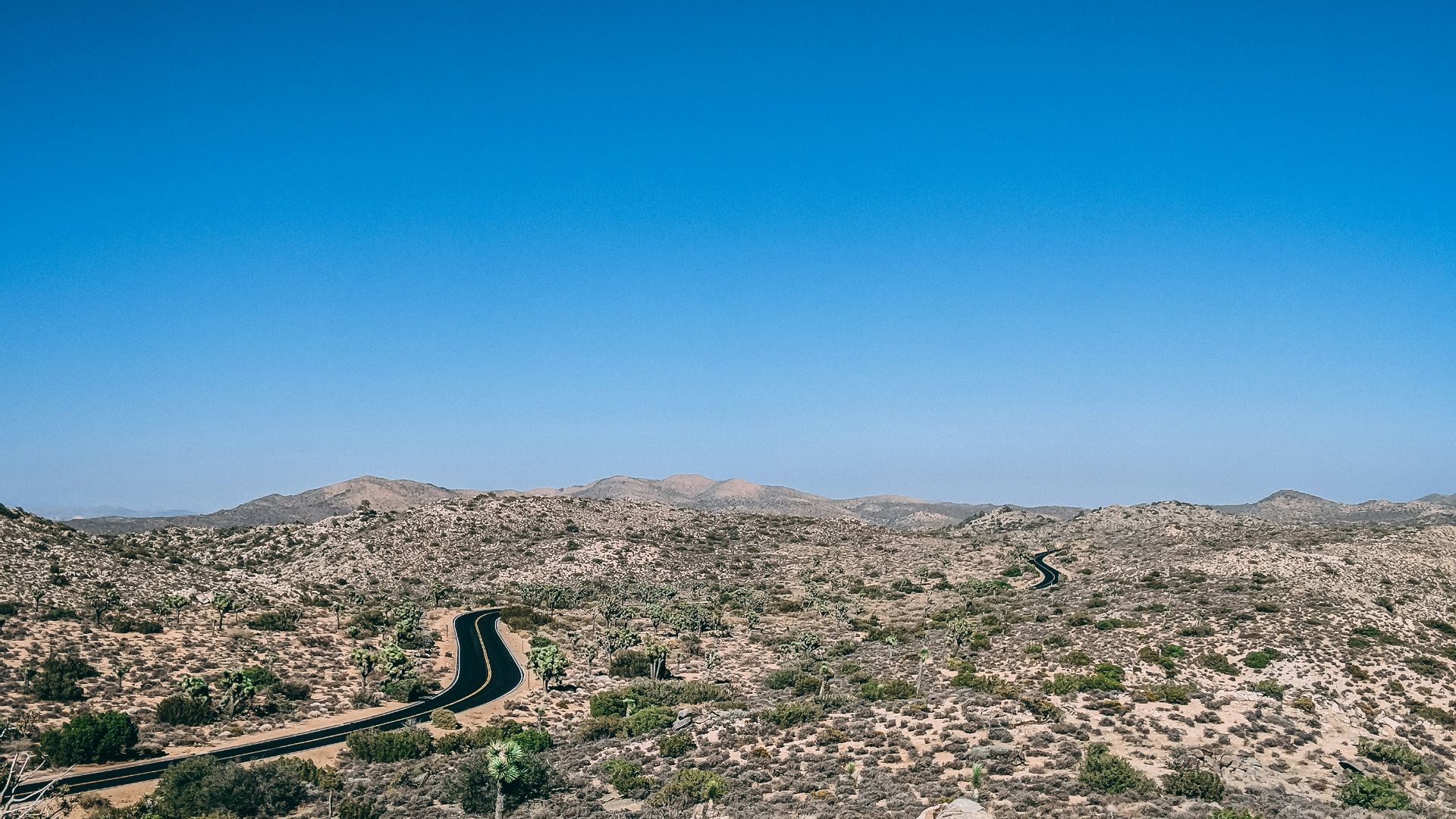 aerial photo of green leaf trees