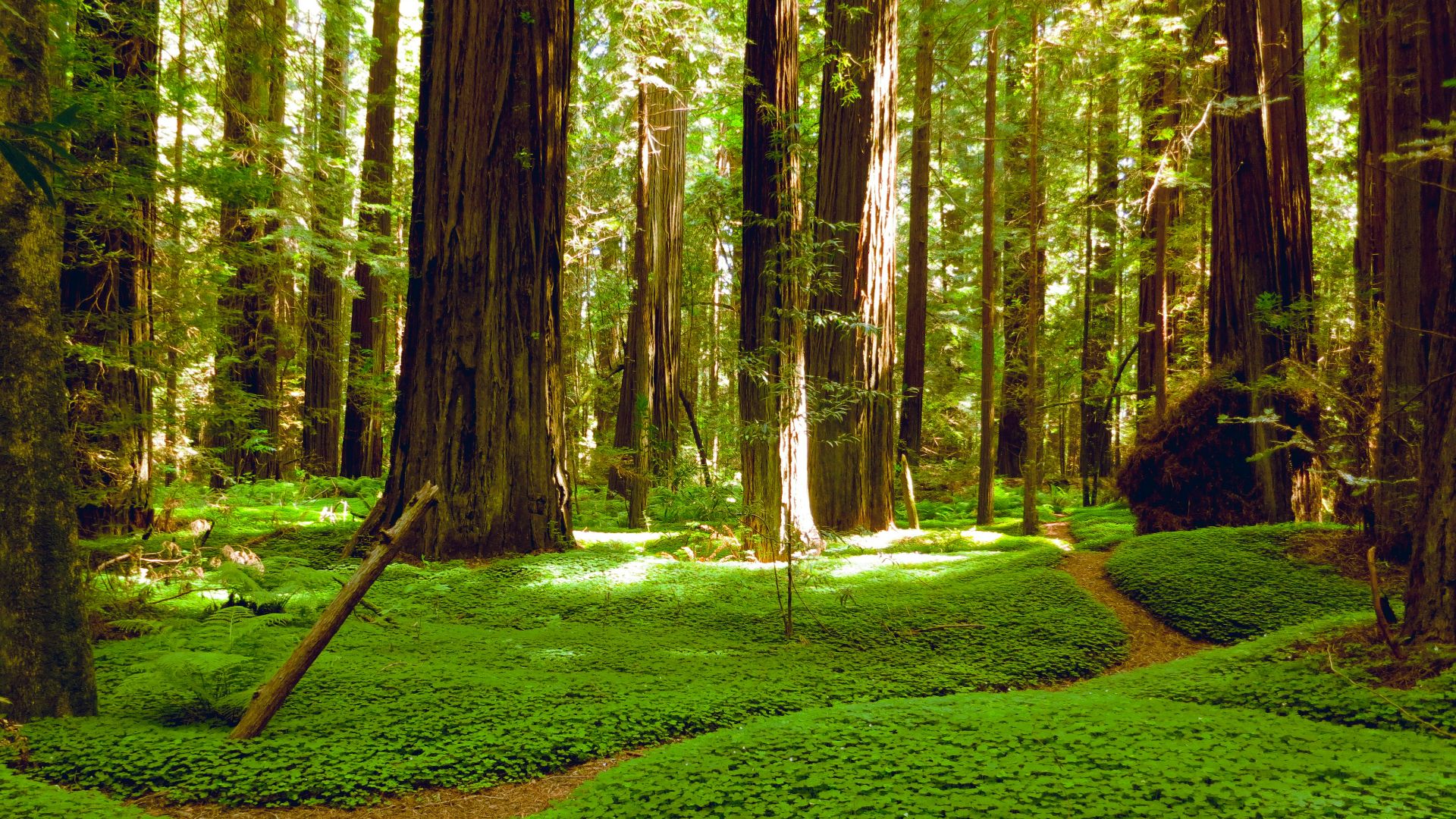 landscape photography of green grass field and brown trees