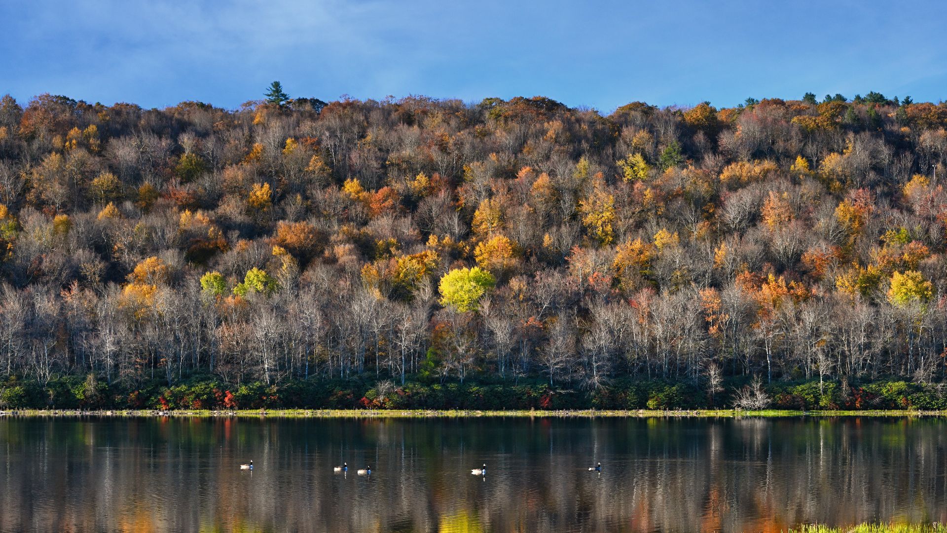 a large body of water surrounded by a forest