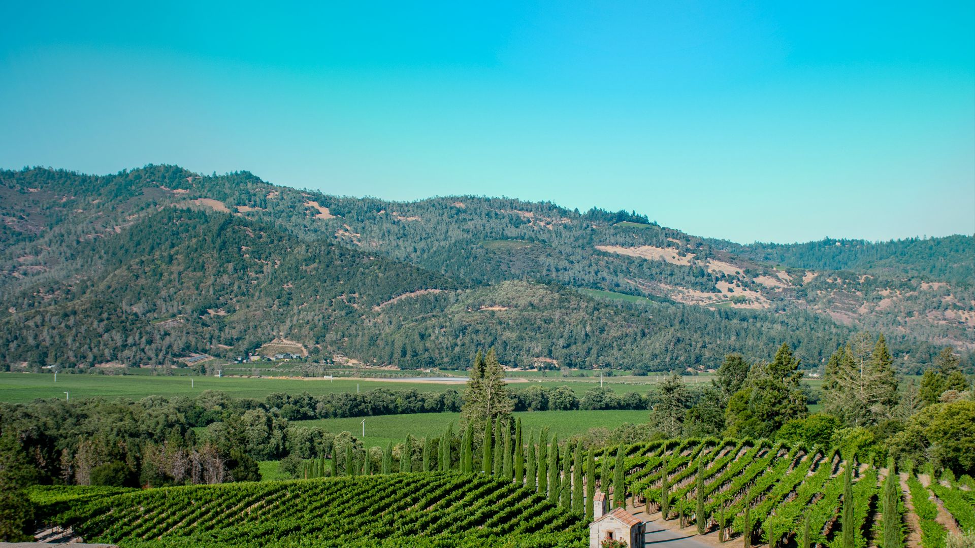 green grass field and trees during daytime