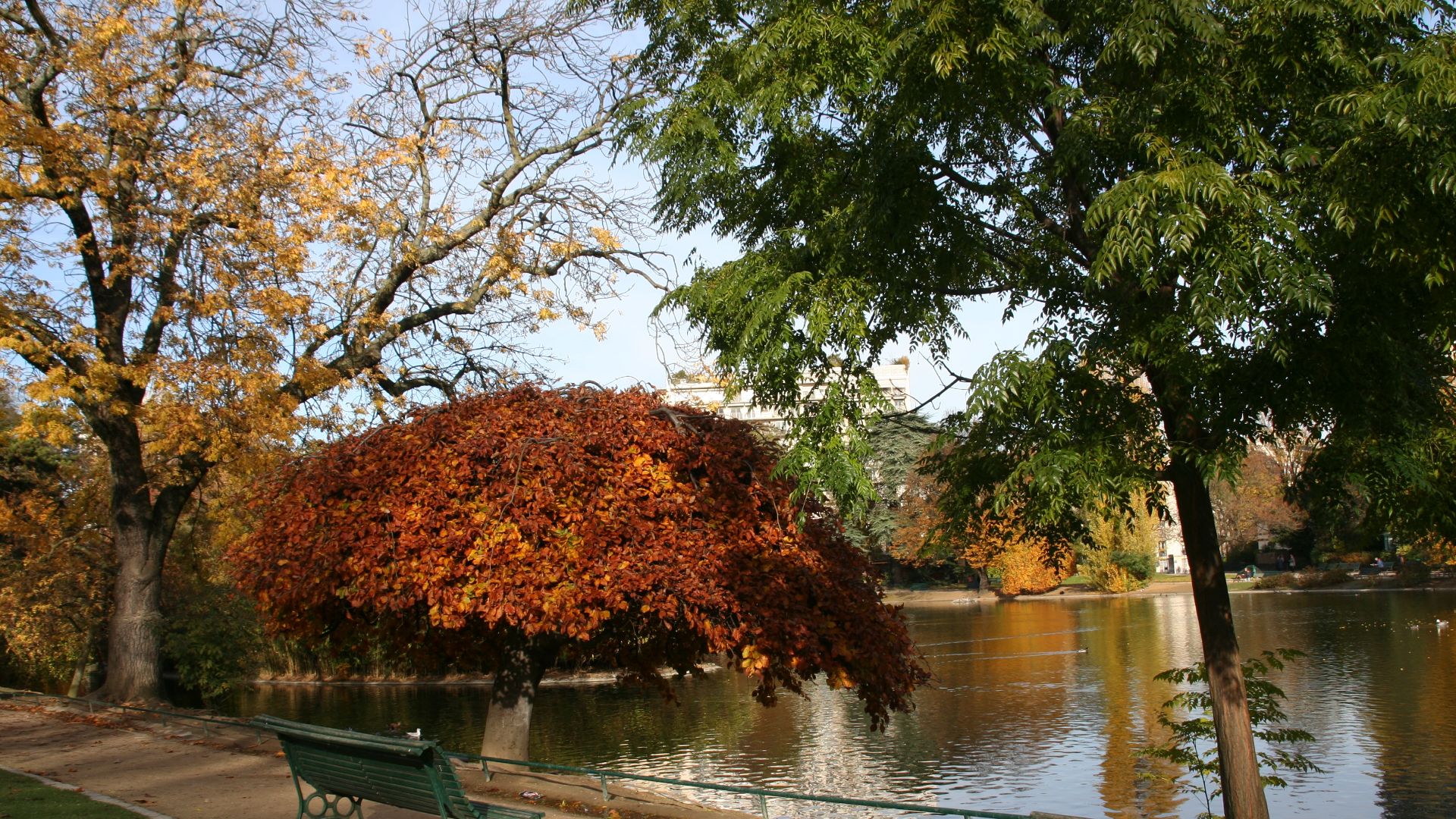 File:Parc Montsouris Weeping Beech.jpg