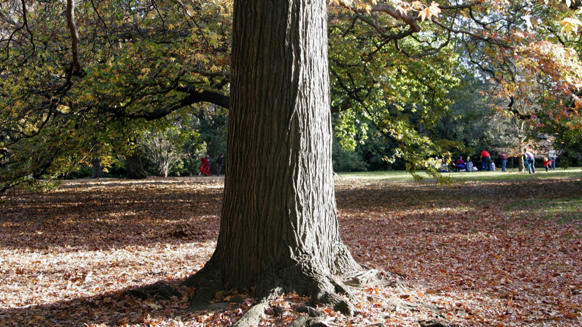 File:Melb botanical gardens02.jpg