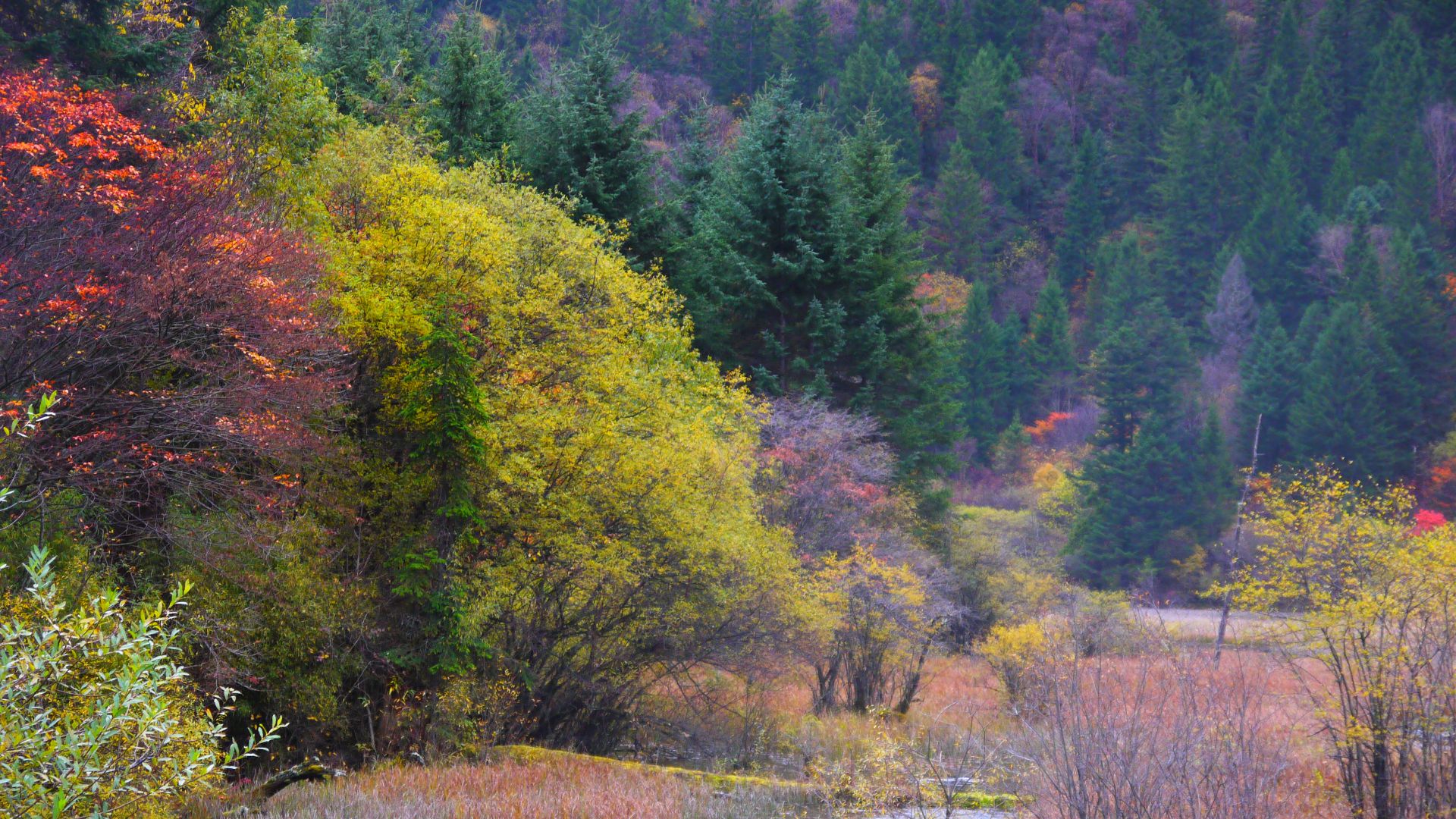 File:九寨溝-箭竹海 Jiuzhaigou Arrow Bamboo Lake.jpg