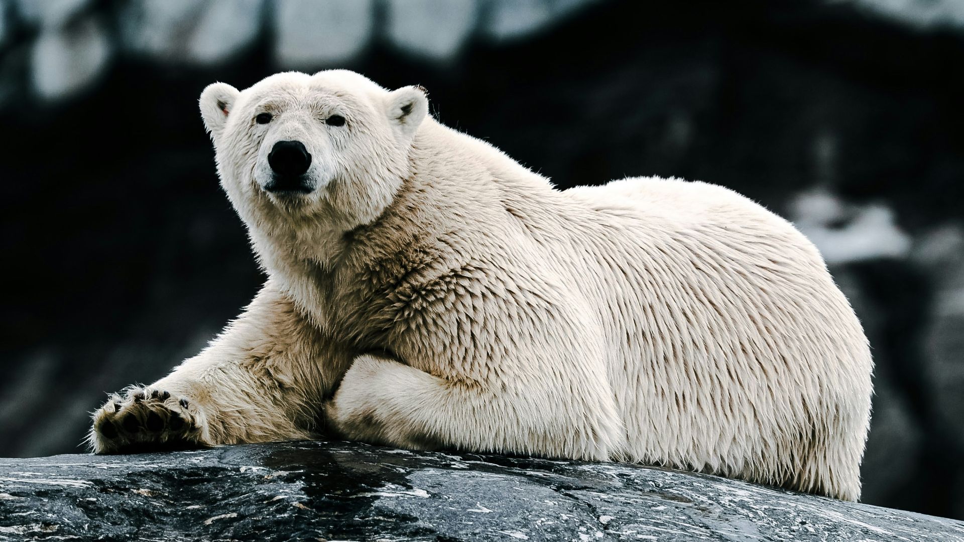 a white polar bear laying on a rock