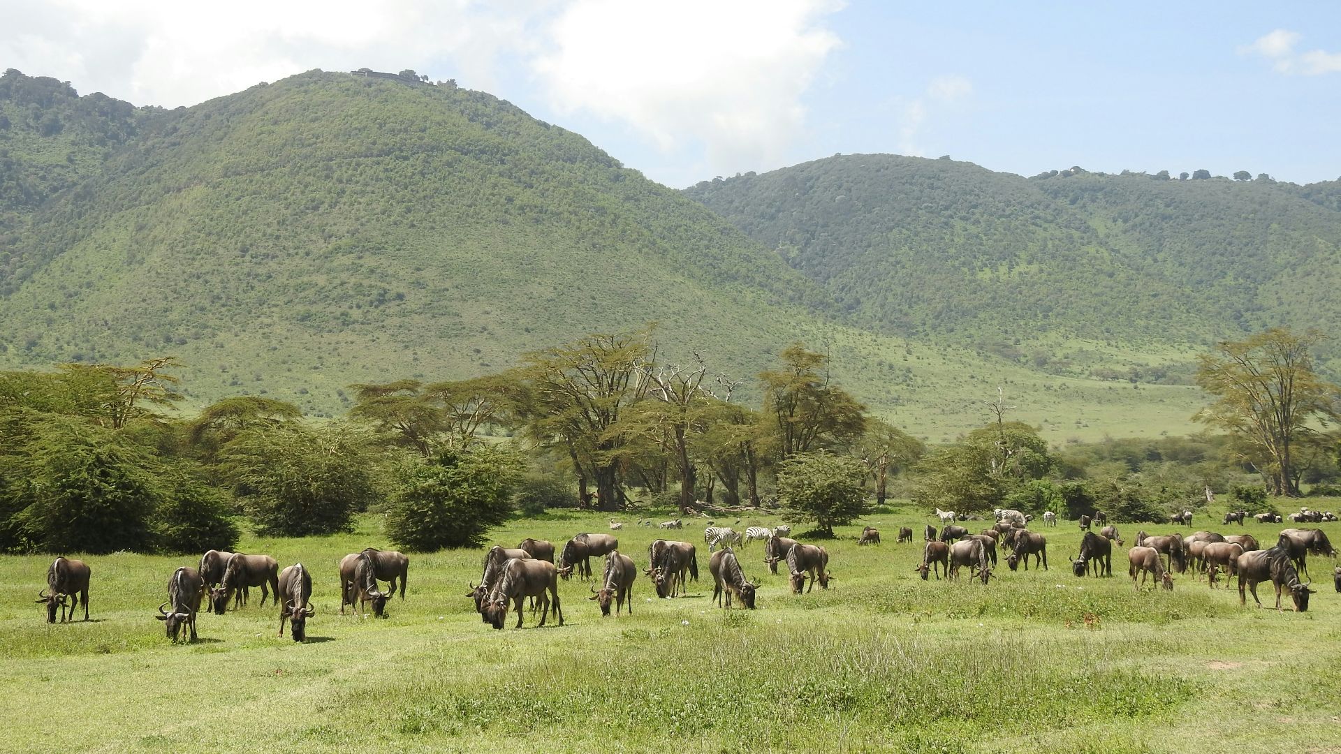 herd of horses on green grass field during daytime