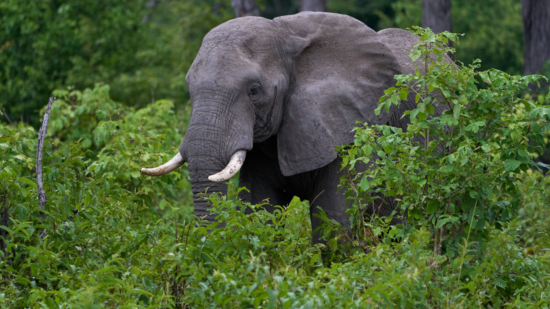 An elephant is partially hidden in the greenery.