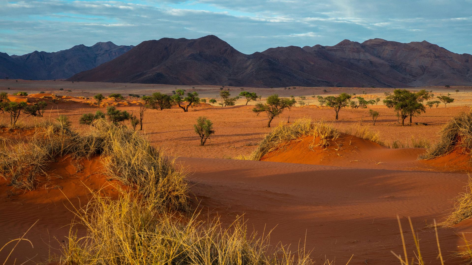 trees and mountains under blue sky
