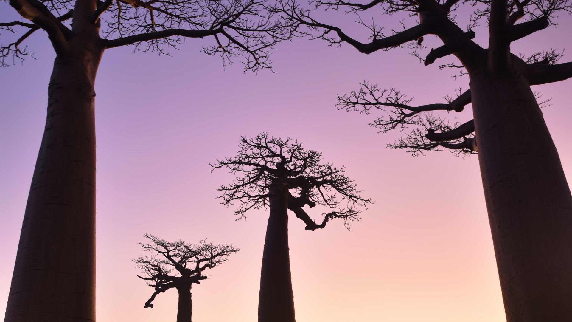 File:Baobabs, Madagascar (20921348790).jpg