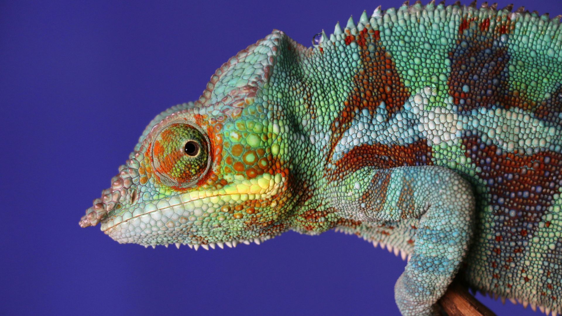 green chameleon in close-up