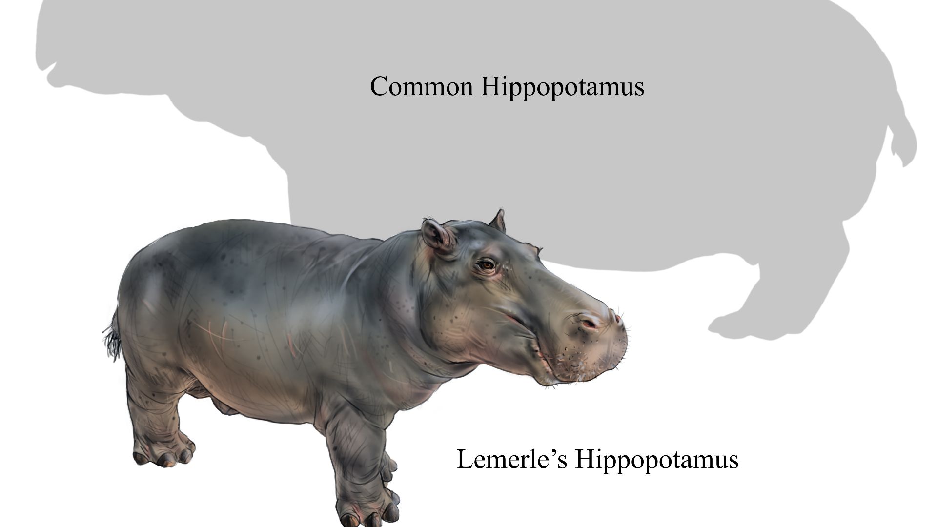 File:Hippo1 final.jpg