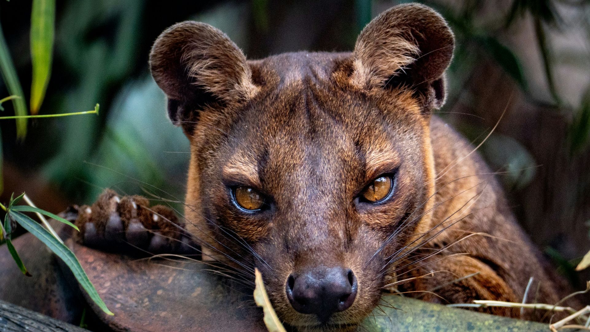 a close up of a animal laying on a tree branch