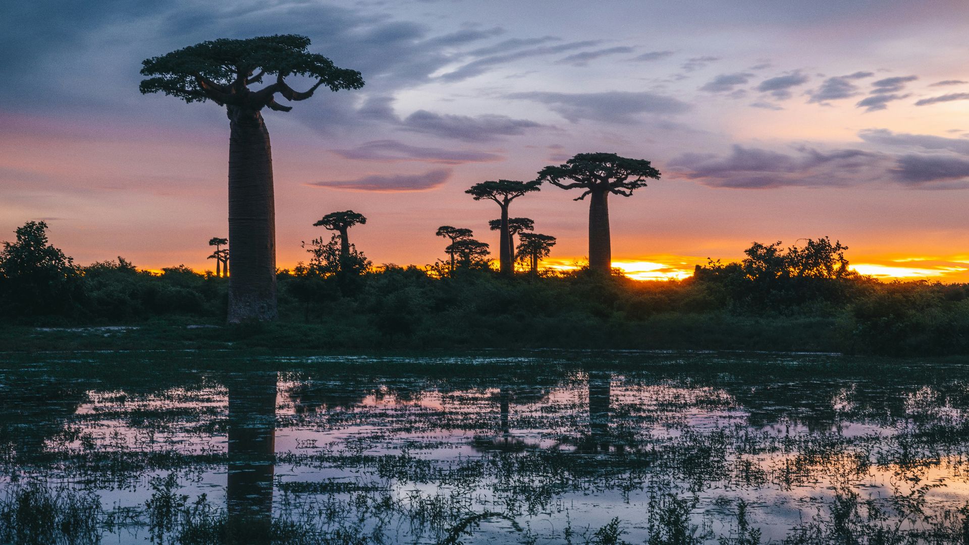 a group of palm trees standing in the middle of a swamp