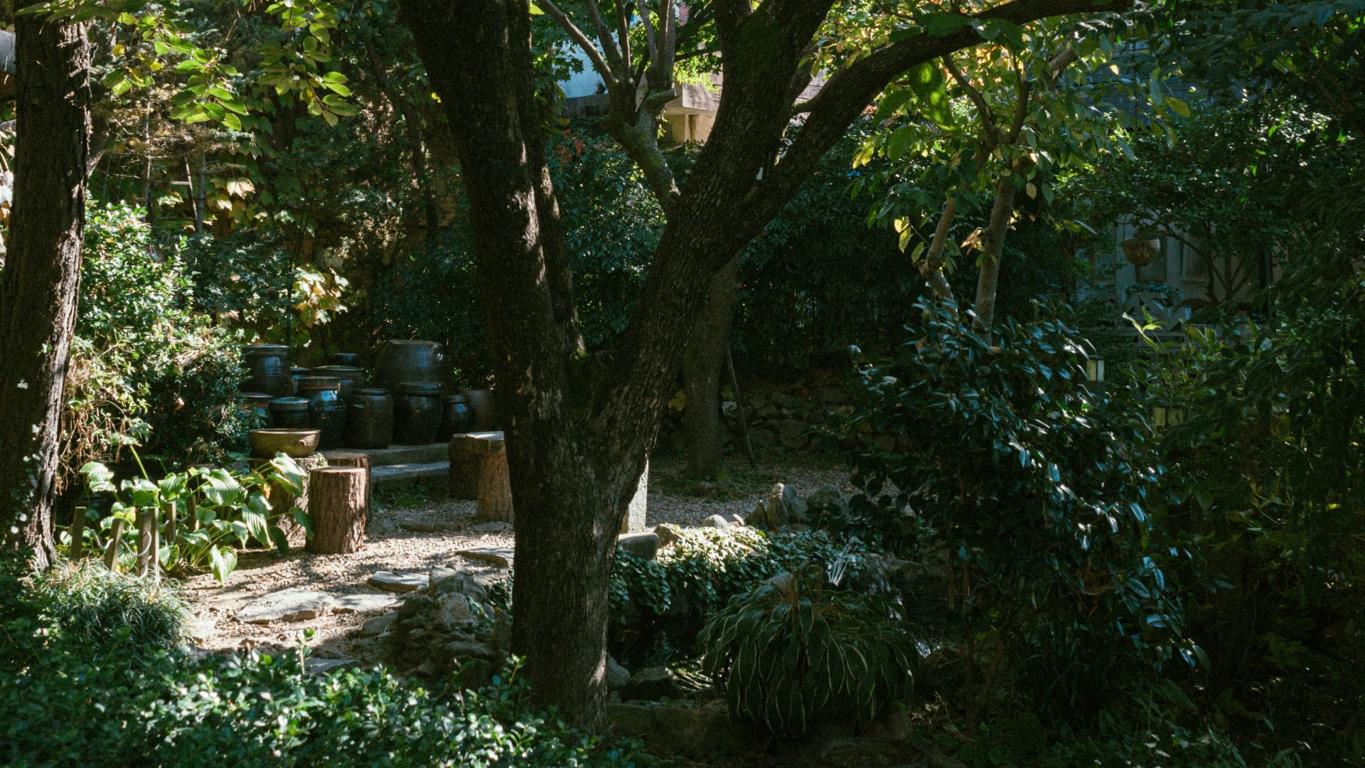 A large tree in a park with lots of trees