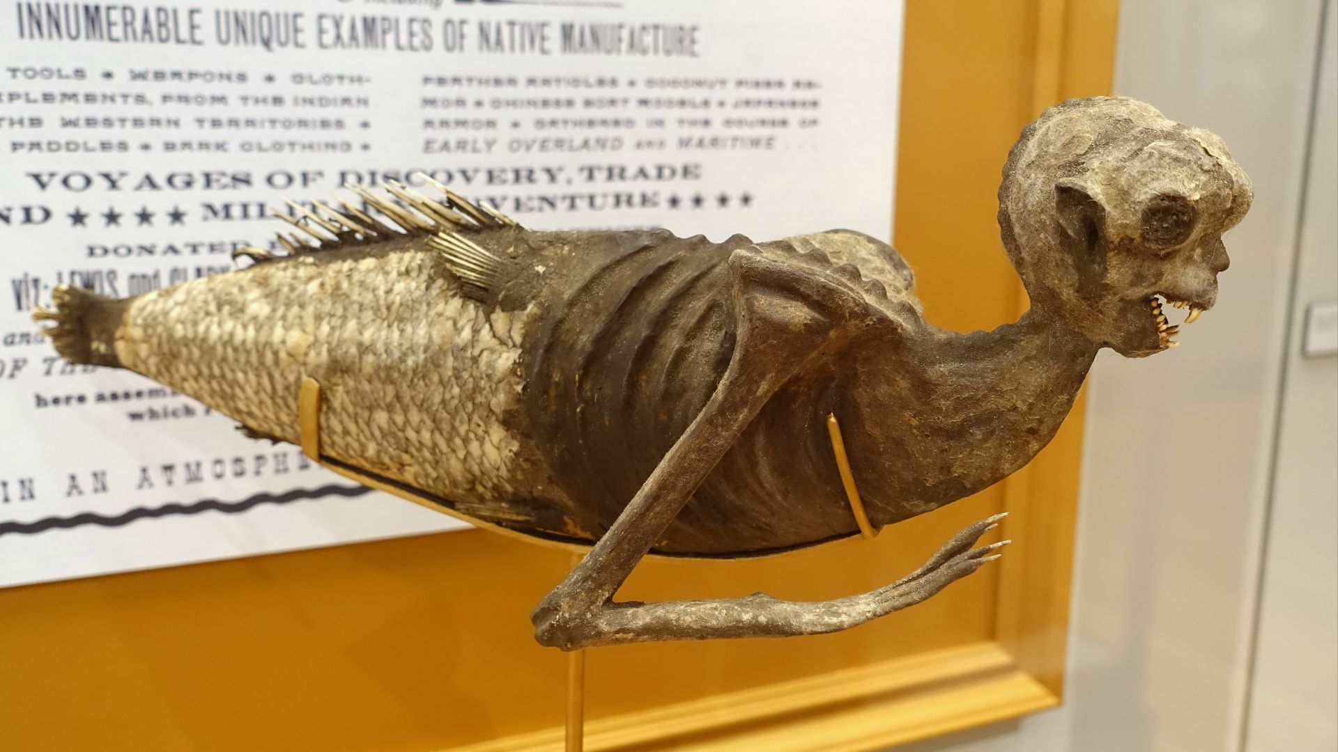 File:Feejee Mermaid, shown in P.T. Barnum's American Museum, 1842, as leased from Moses Kimball of the Boston Museum, papier-mache - Peabody Museum, Harvard University - DSC06154.jpg