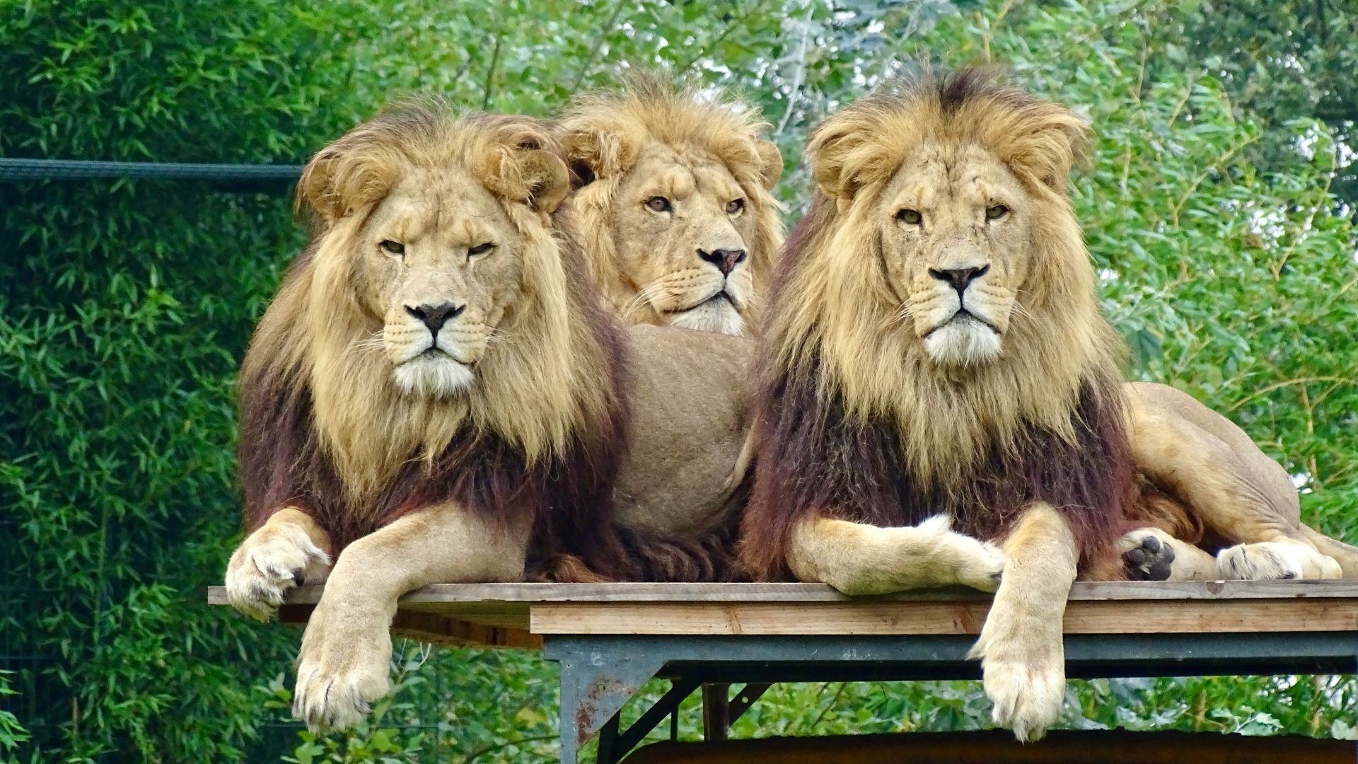 Three lions sitting on top of a TV set