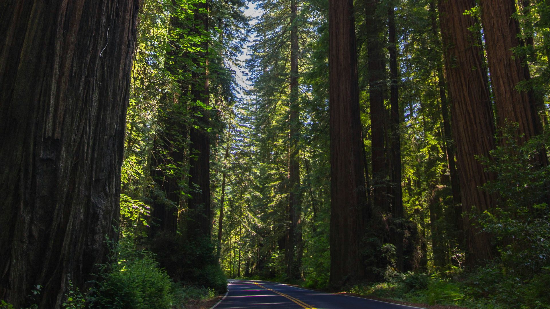 road in between of green tall trees at daytime