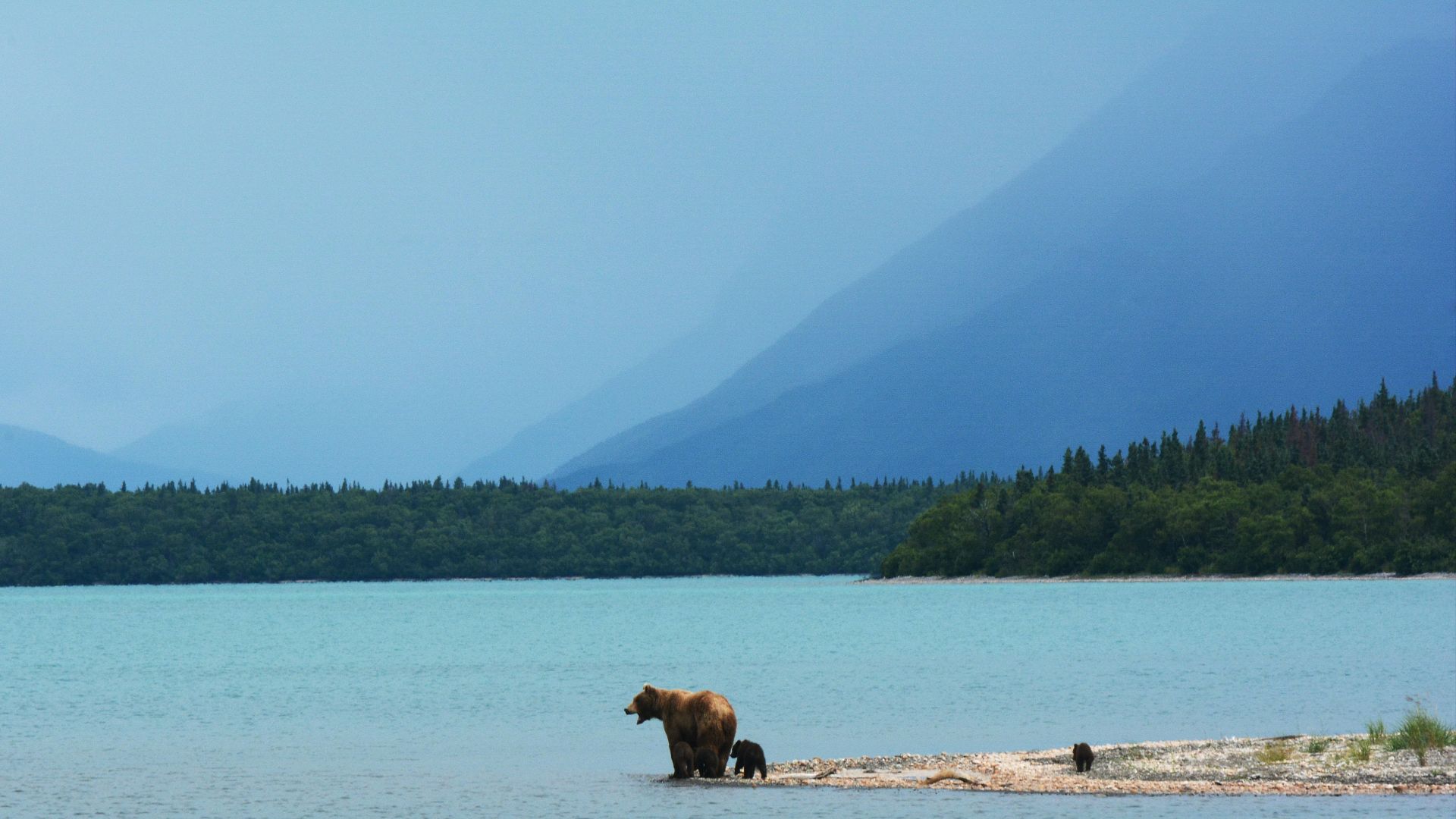 brown bear standing on seashore near sea under blue sky during daytime