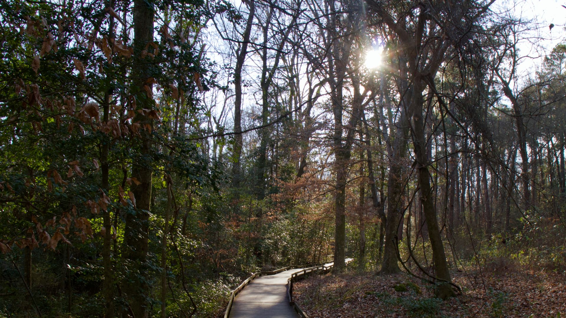 brown wooden pathway between trees during daytime