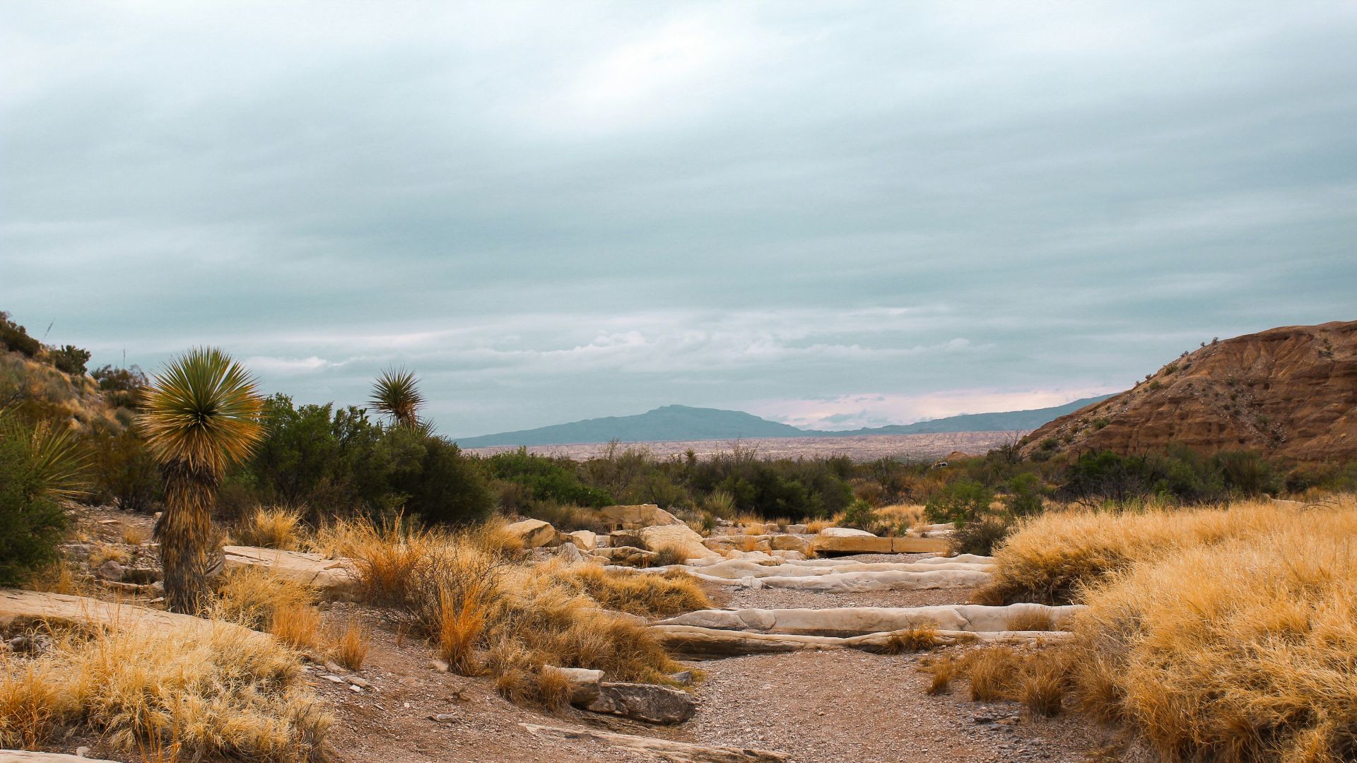 brown grass on brown soil during daytime