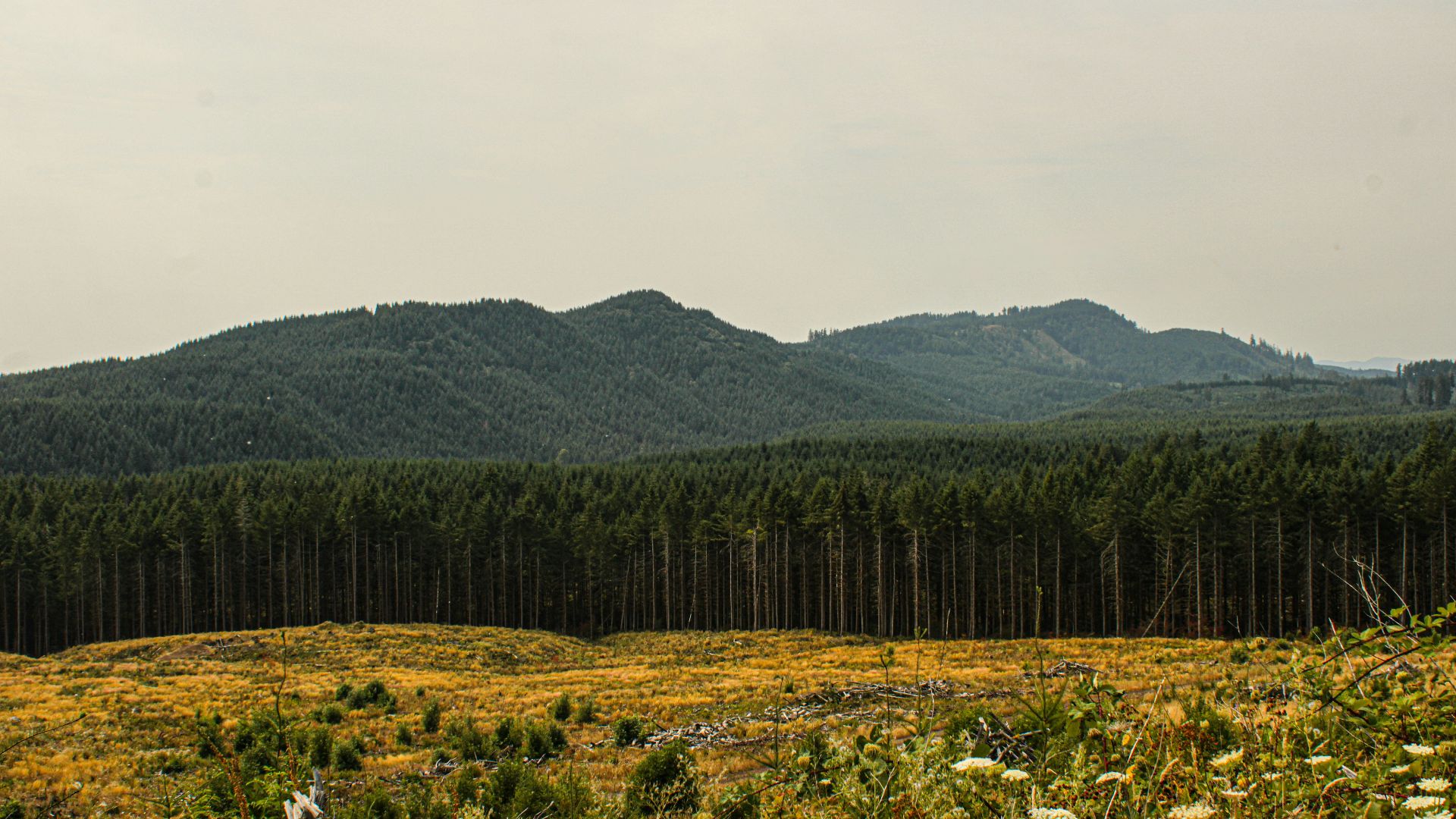 A field of wildflowers and trees with mountains in the background
