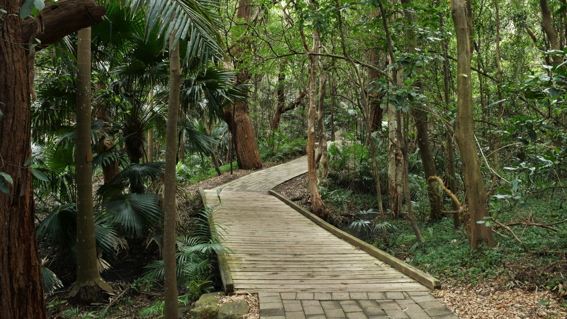 a wooden walkway through a forest