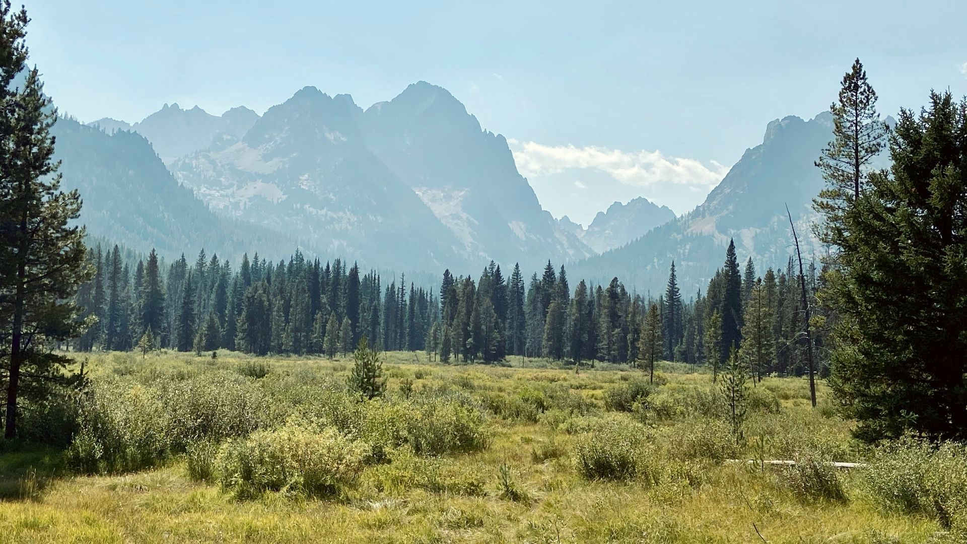 green trees on green grass field during daytime