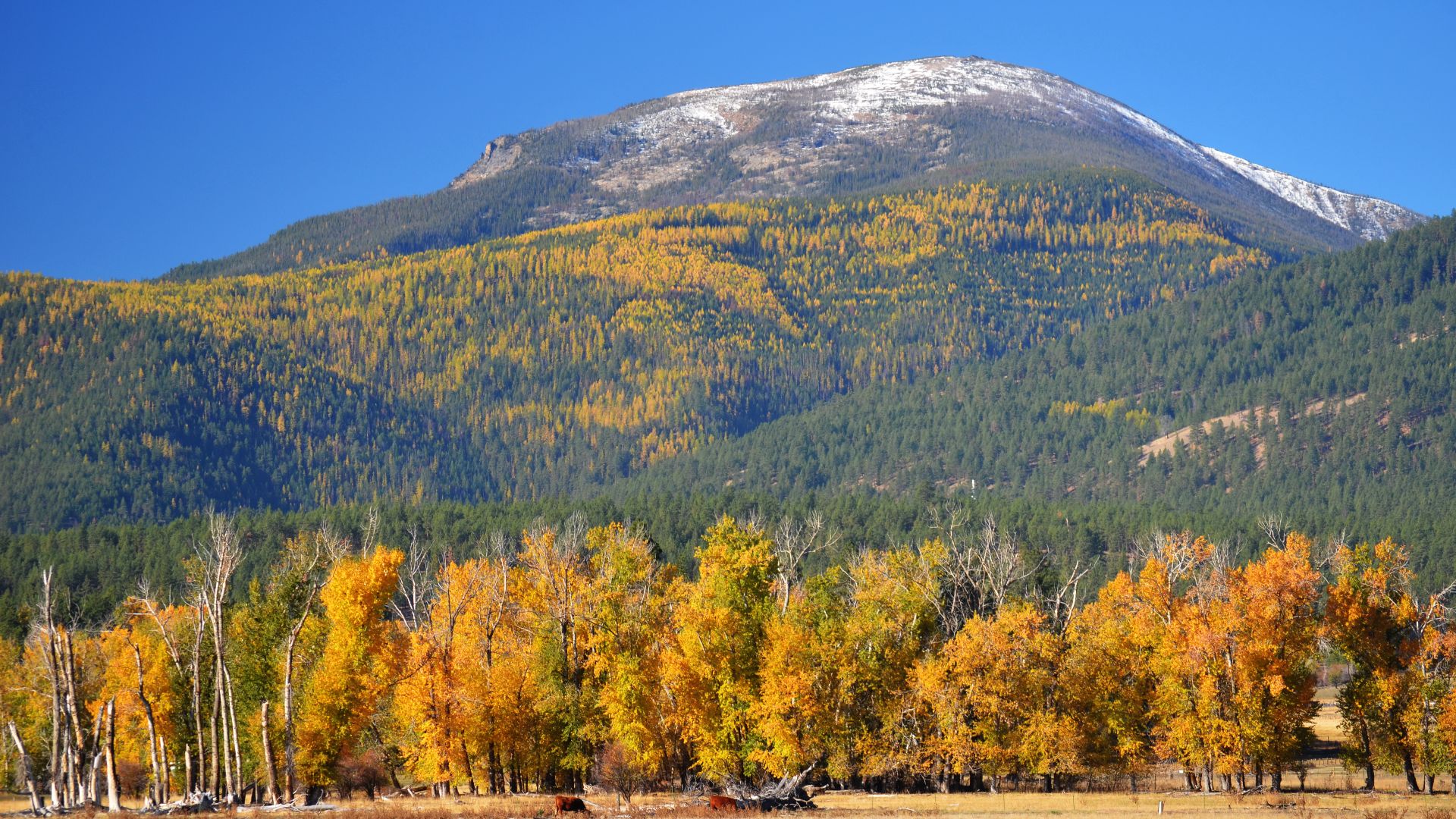 File:Npnht-fall-color-bitterroot-mountains-near-florence-montana-rogermpeterson-10222014 (2) (15423292408).jpg