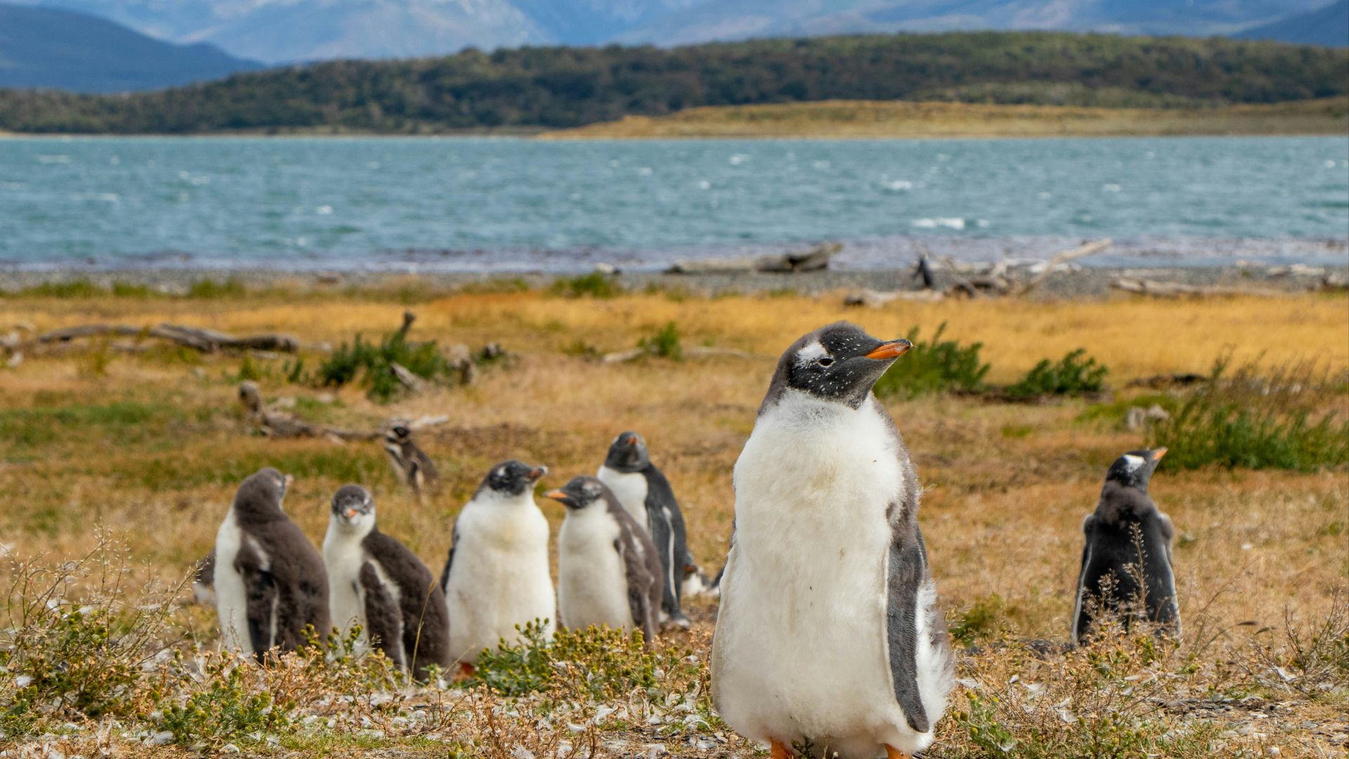 penguins on green grass field during daytime