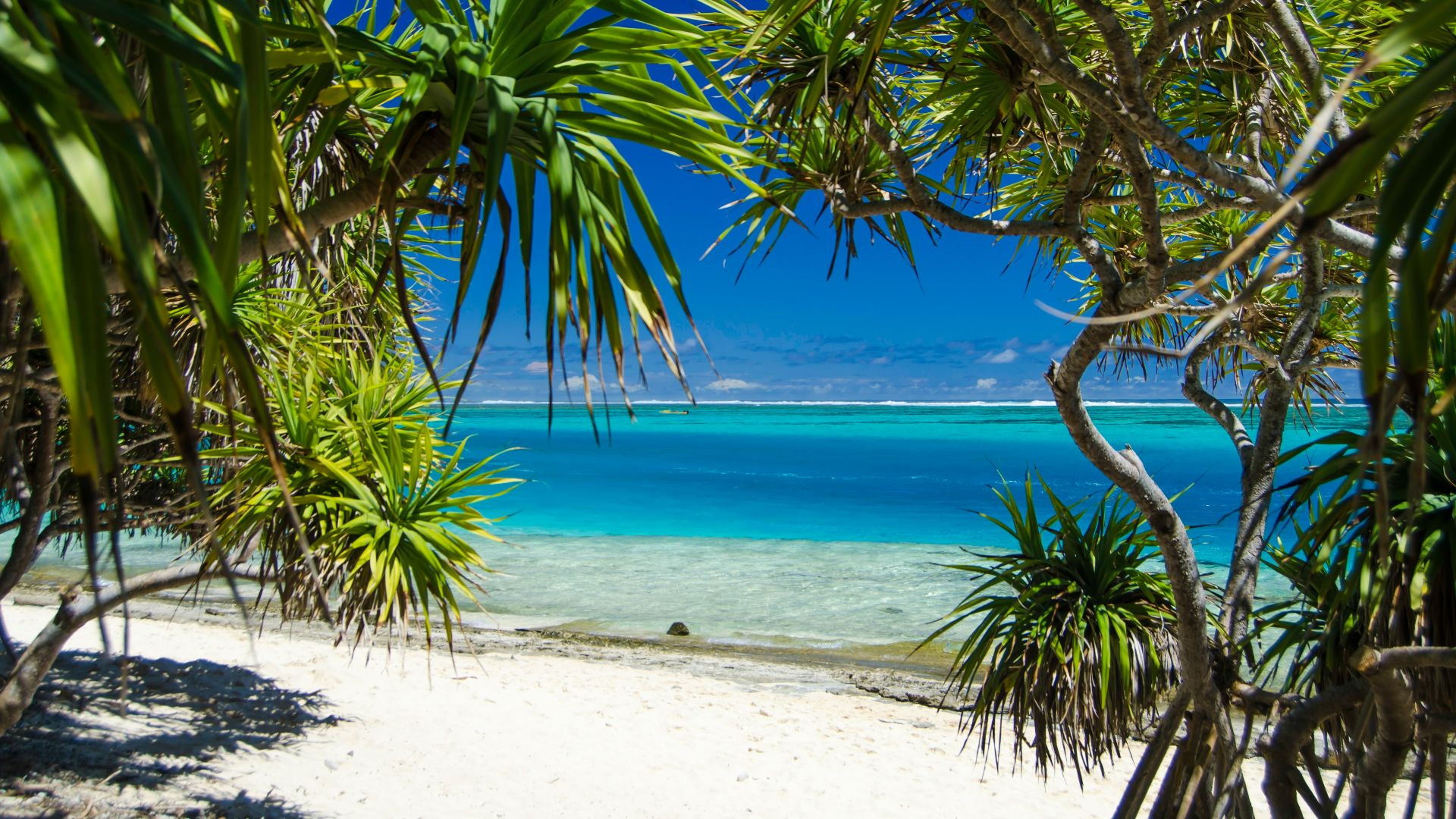 A sandy beach with palm trees and blue water
