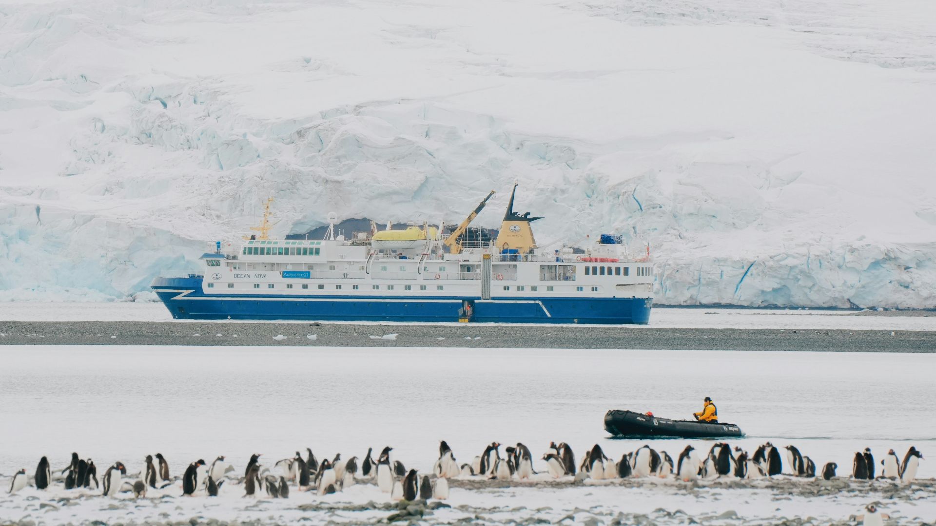 A large group of penguins standing in front of a boat